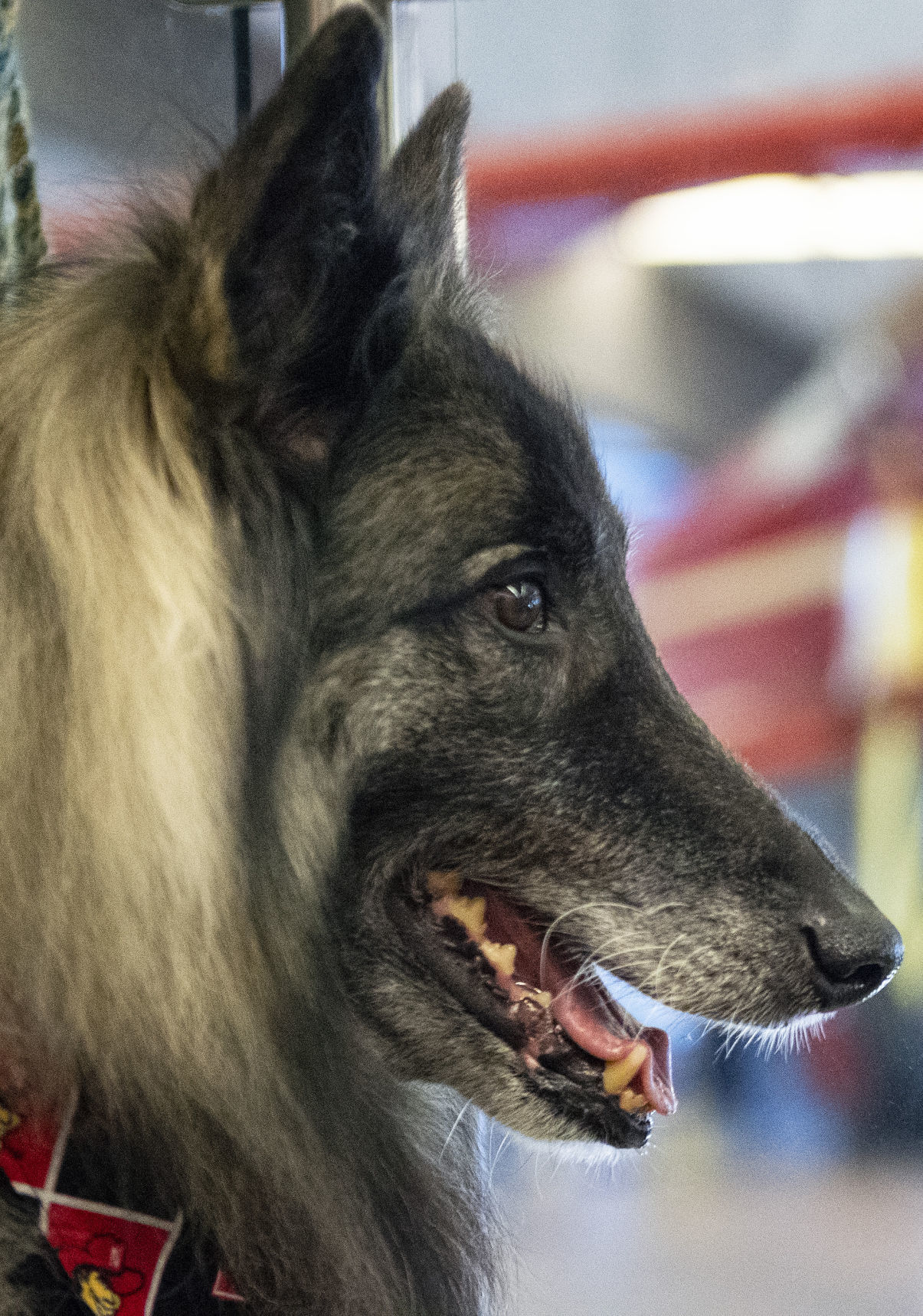 Airport dogs, 1.18